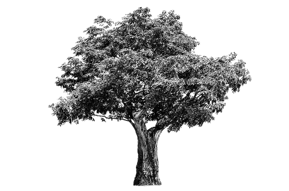 Fotografie stromu