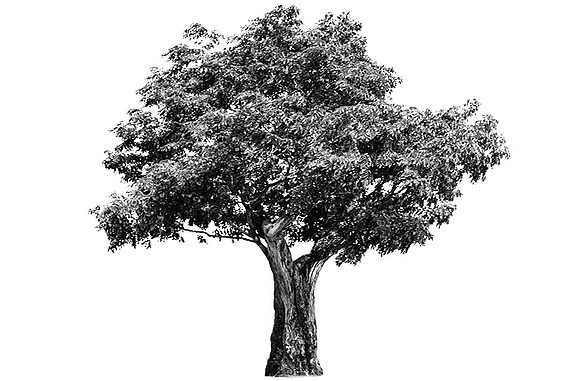 Illustration of a tree that is to stand for the focus aspect 